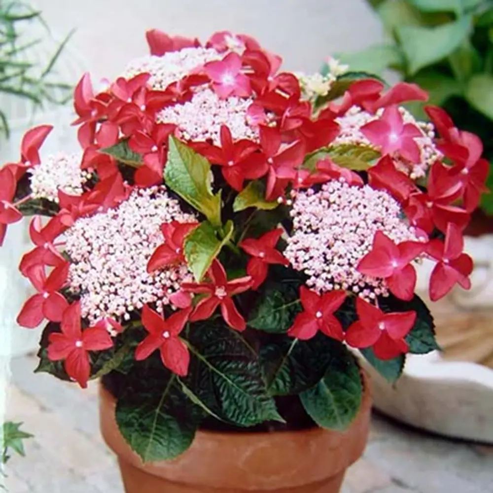 Hortensie de Gradina Strawberries and Cream, bicolora, flori roz-alb bogate, rezistenta, raritate