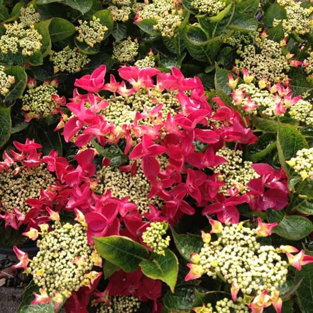 Hortensie de Gradina Strawberries and Cream, bicolora, flori roz-alb bogate, rezistenta, raritate