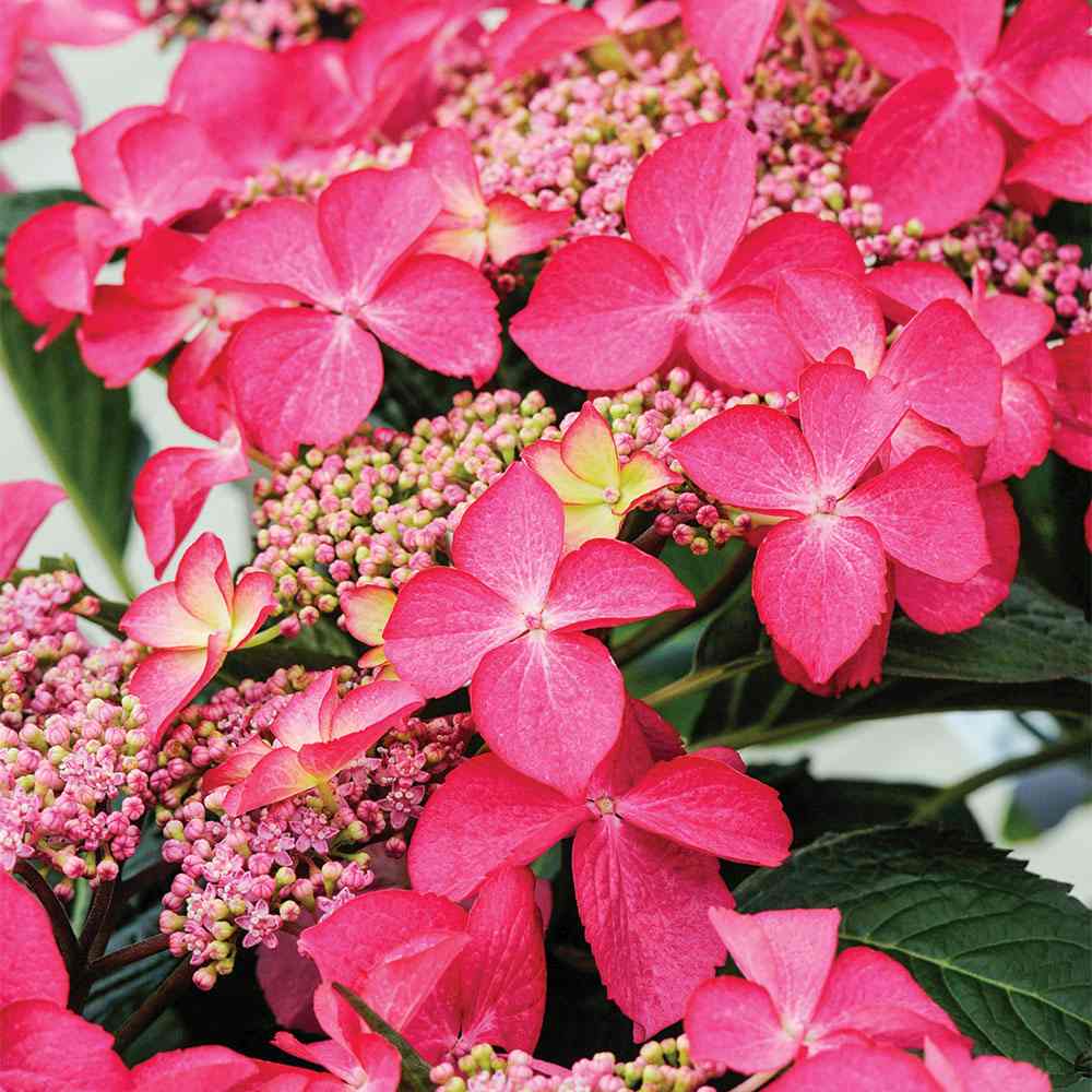 Hortensie de Gradina Strawberries and Cream, bicolora, flori roz-alb bogate, rezistenta, raritate