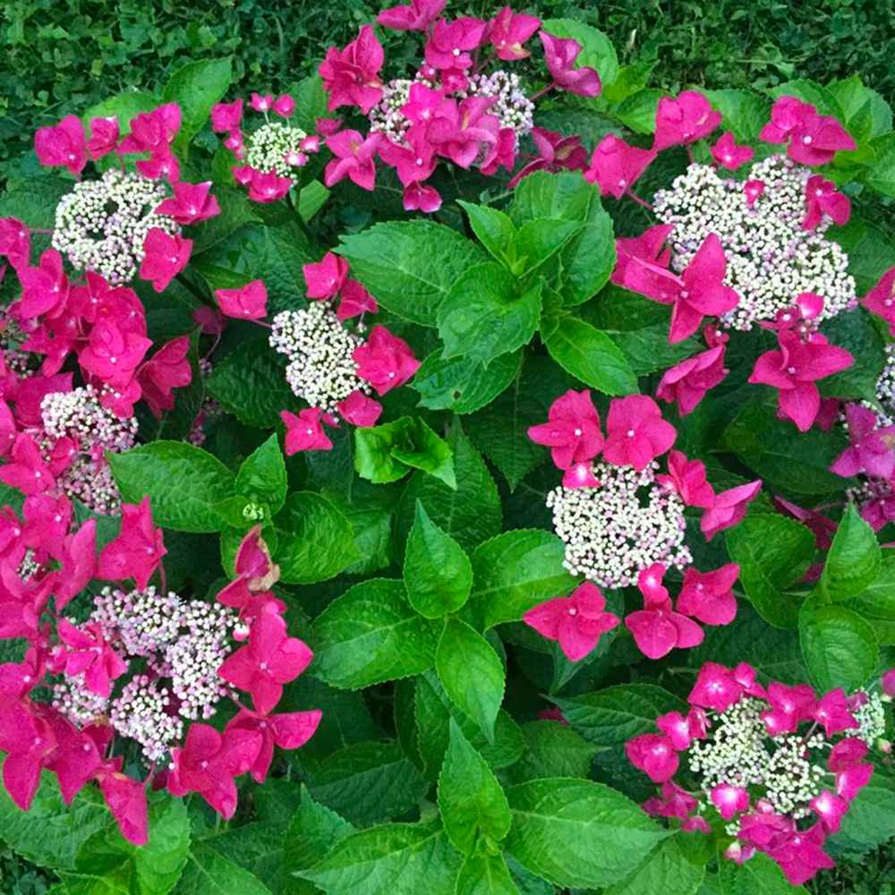 Hortensie de Gradina Strawberries and Cream, bicolora, flori roz-alb bogate, rezistenta, raritate