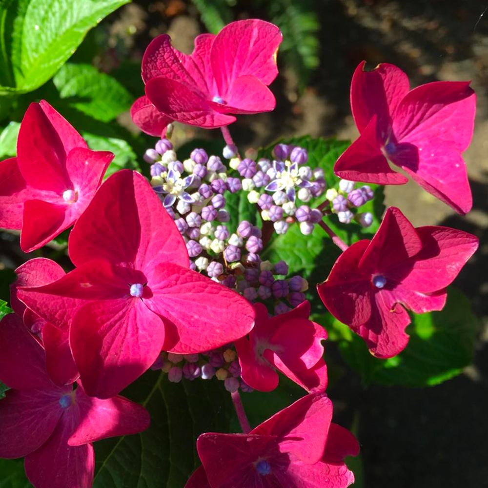 Hortensie de Gradina Strawberries and Cream, bicolora, flori roz-alb bogate, rezistenta, raritate