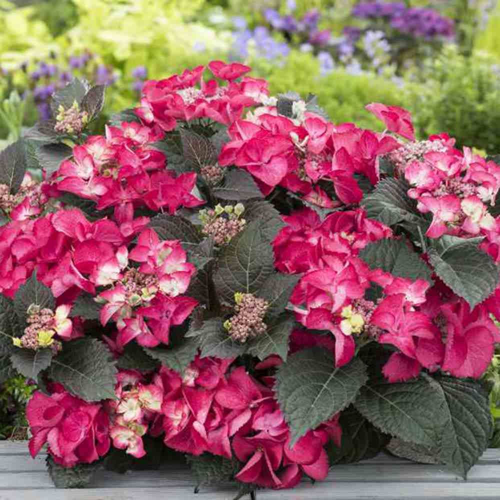 Hortensie de Gradina Strawberries and Cream, bicolora, flori roz-alb bogate, rezistenta, raritate