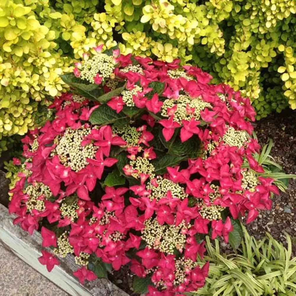 Hortensie de Gradina Strawberries and Cream, bicolora, flori roz-alb bogate, rezistenta, raritate