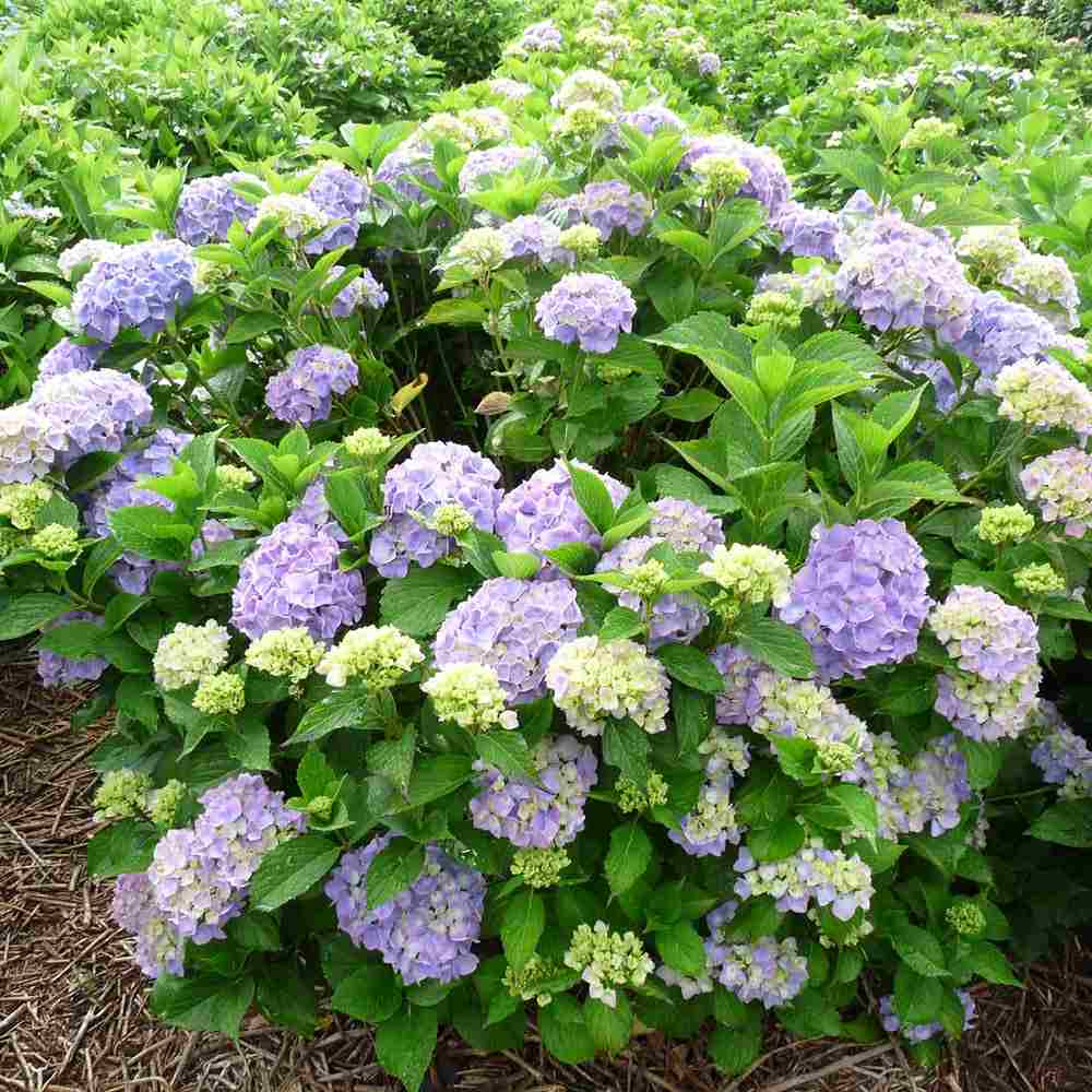 Hortensie de Gradina Gertrud Glahn, arbust cu flori mari roz si albastre, joc de culori, ornamental pentru gradini si terase, rezistent la ger