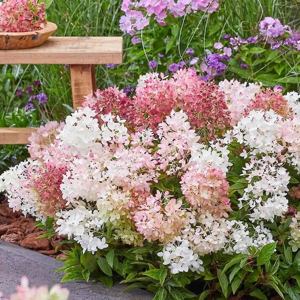 Hortensie de gradina Groundbreaker Blush, hortensie pitica cu flori roz-crem parfumate, joc de culori, rezistenta la frig, acoperitoare de sol