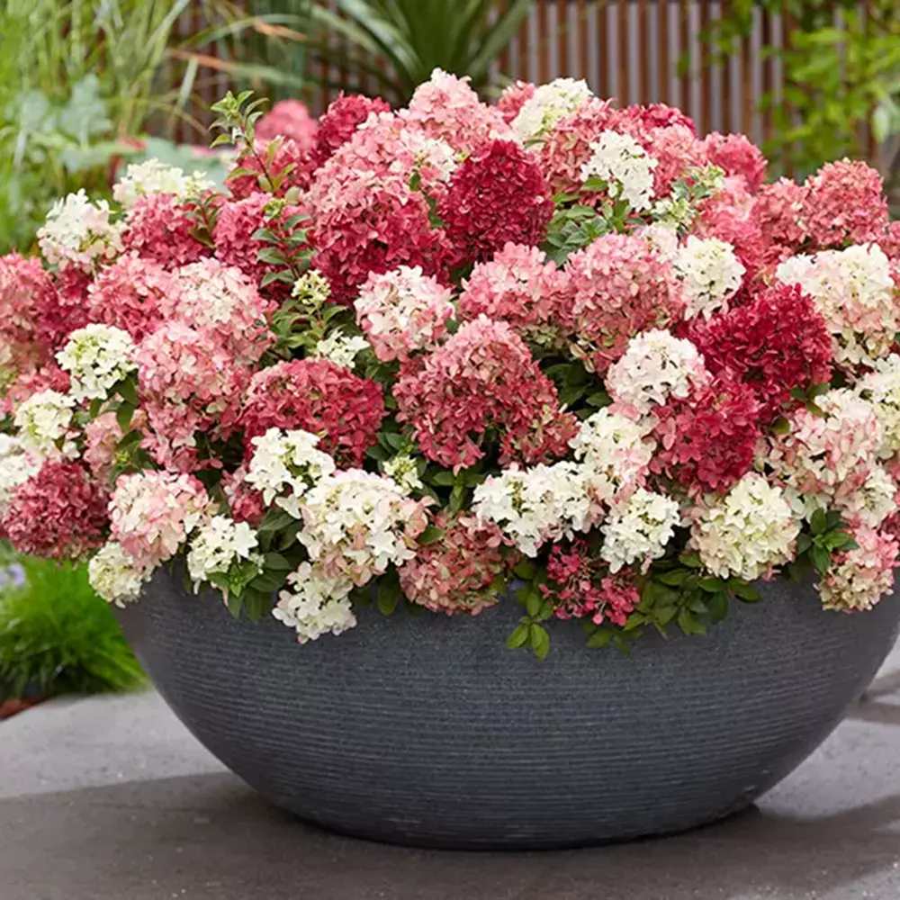 Hortensie de gradina Groundbreaker Blush Ruby, hortensie pitica cu flori rosii-crem parfumate, joc de culori, rezistenta la frig, acoperitoare de sol