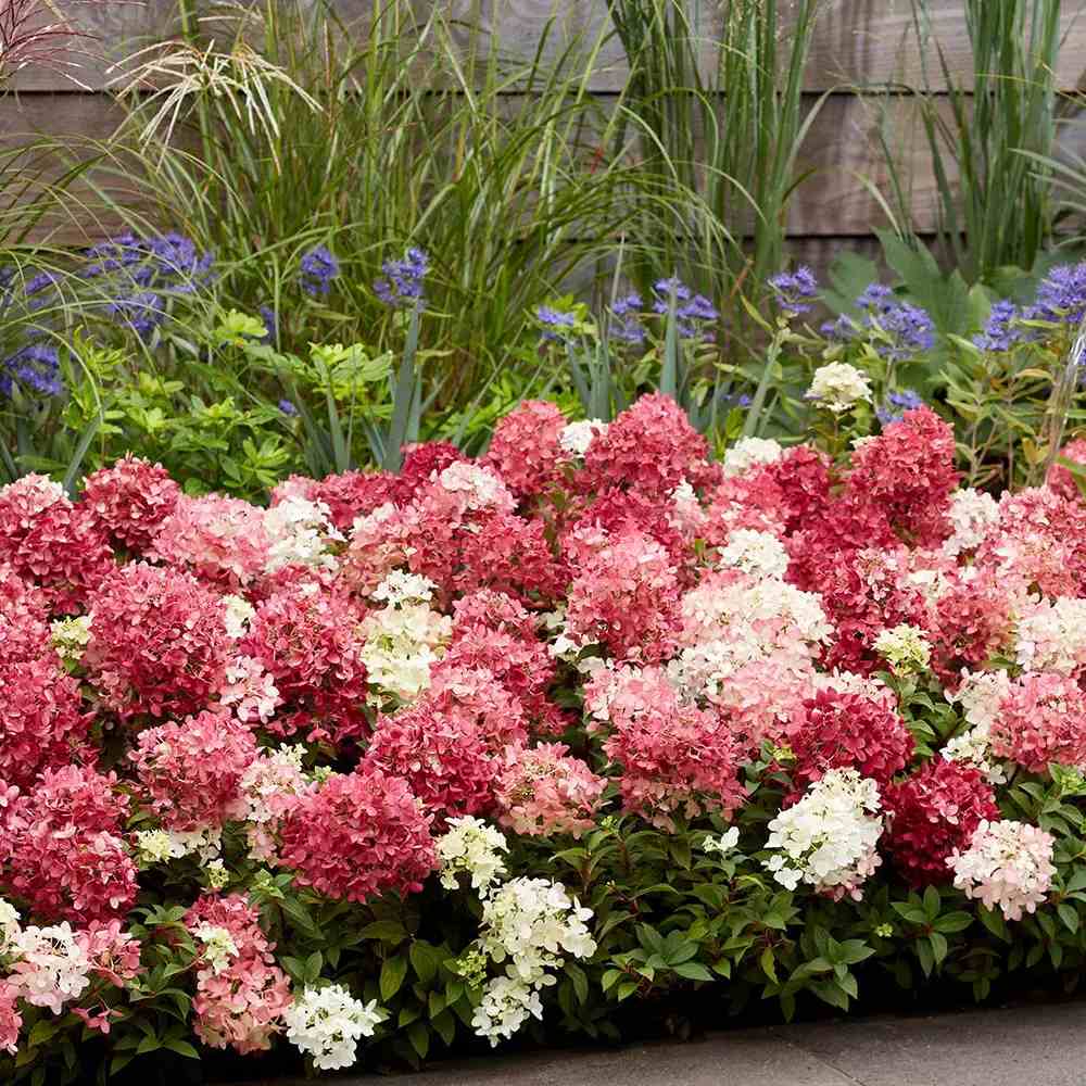 Hortensie de gradina Groundbreaker Blush Ruby, hortensie pitica cu flori rosii-crem parfumate, joc de culori, rezistenta la frig, acoperitoare de sol