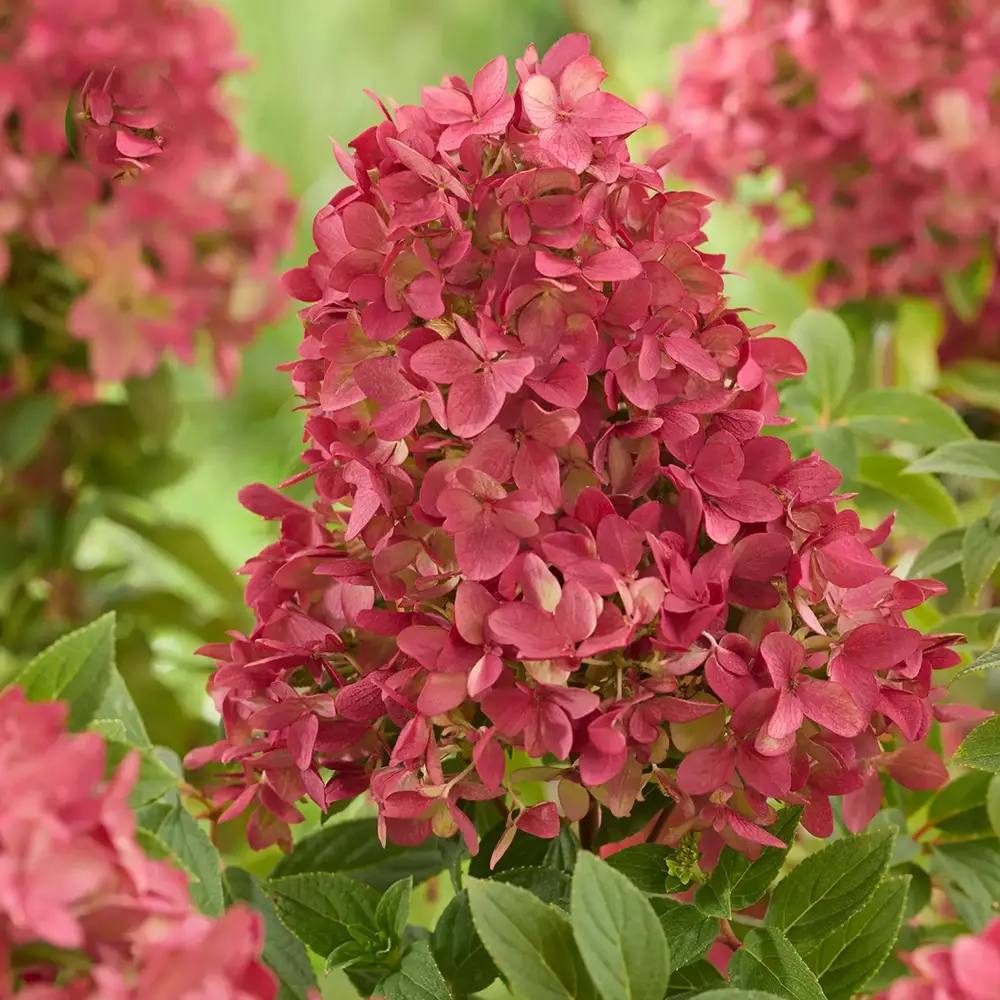 Hortensie de gradina Groundbreaker Blush Ruby, hortensie pitica cu flori rosii-crem parfumate, joc de culori, rezistenta la frig, acoperitoare de sol