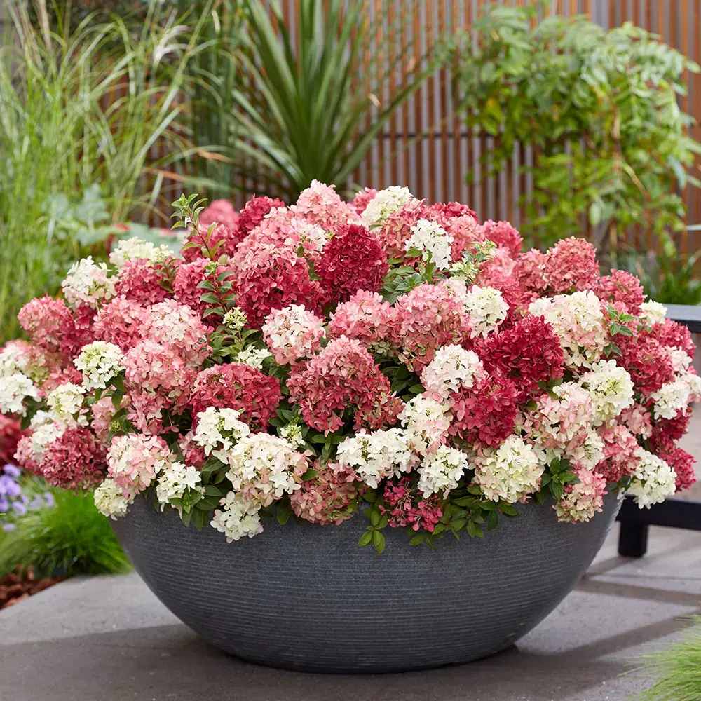 Hortensie de gradina Groundbreaker Blush Ruby, hortensie pitica cu flori rosii-crem parfumate, joc de culori, rezistenta la frig, acoperitoare de sol