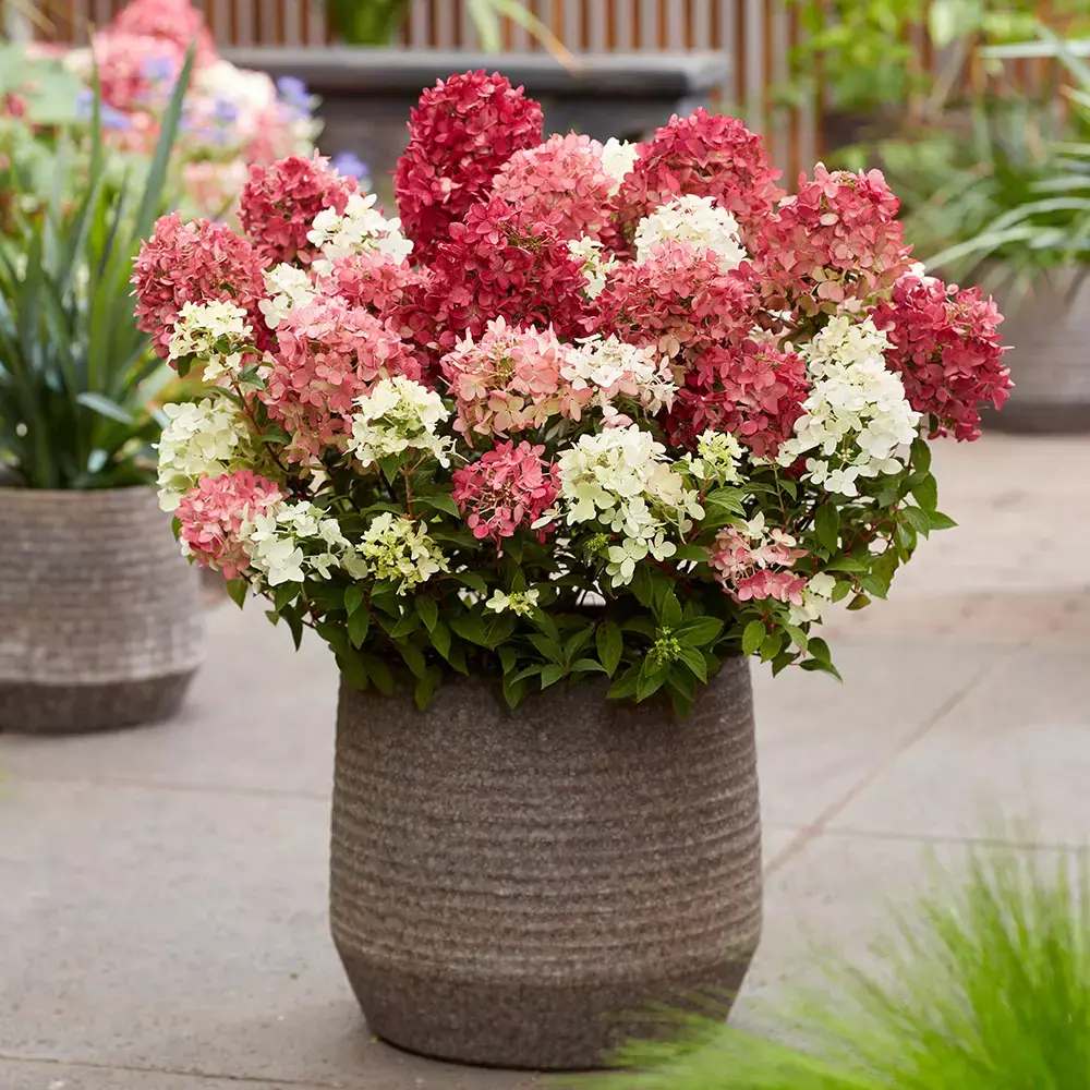 Hortensie de gradina Groundbreaker Blush Ruby, hortensie pitica cu flori rosii-crem parfumate, joc de culori, rezistenta la frig, acoperitoare de sol