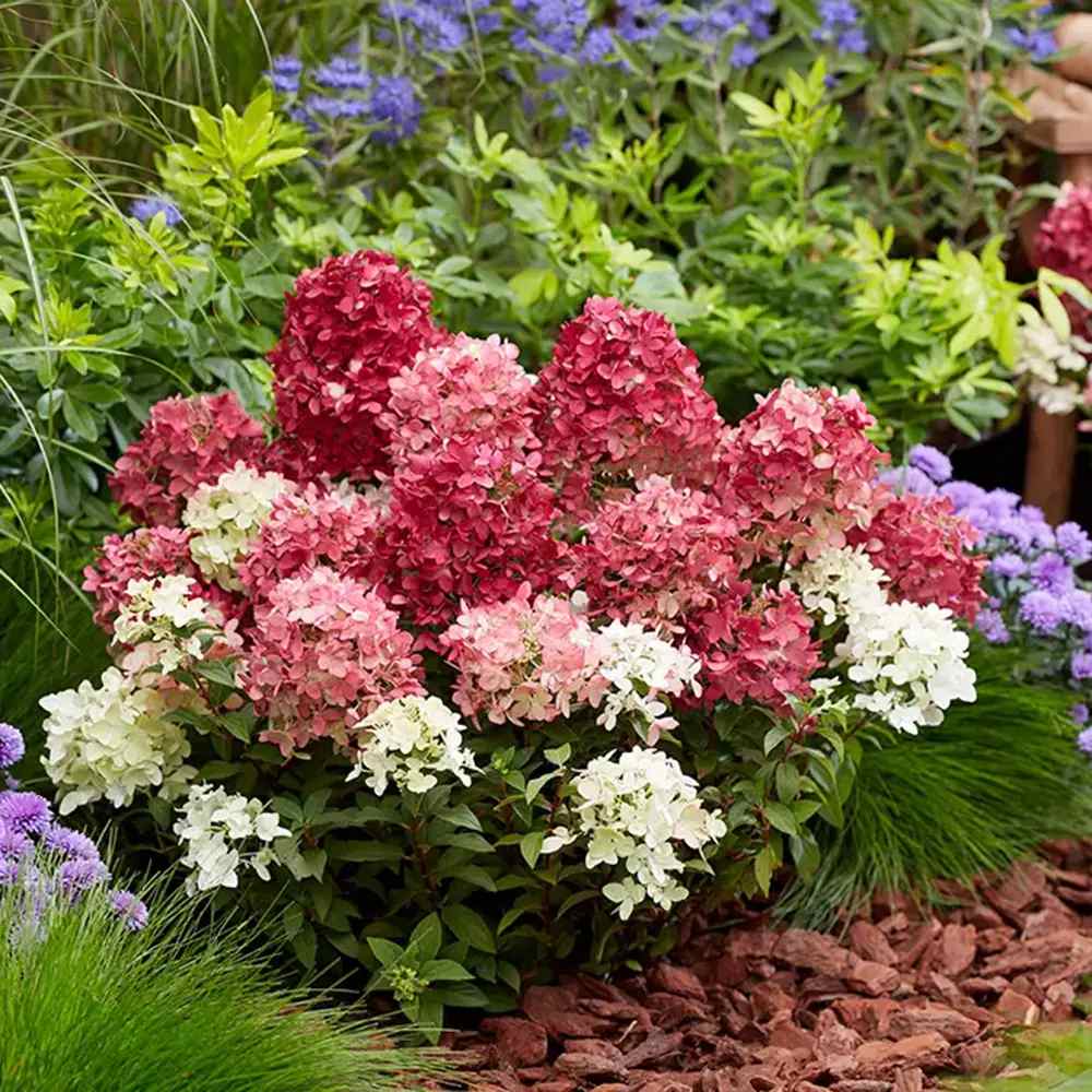 Hortensie de gradina Groundbreaker Blush Ruby, hortensie pitica cu flori rosii-crem parfumate, joc de culori, rezistenta la frig, acoperitoare de sol