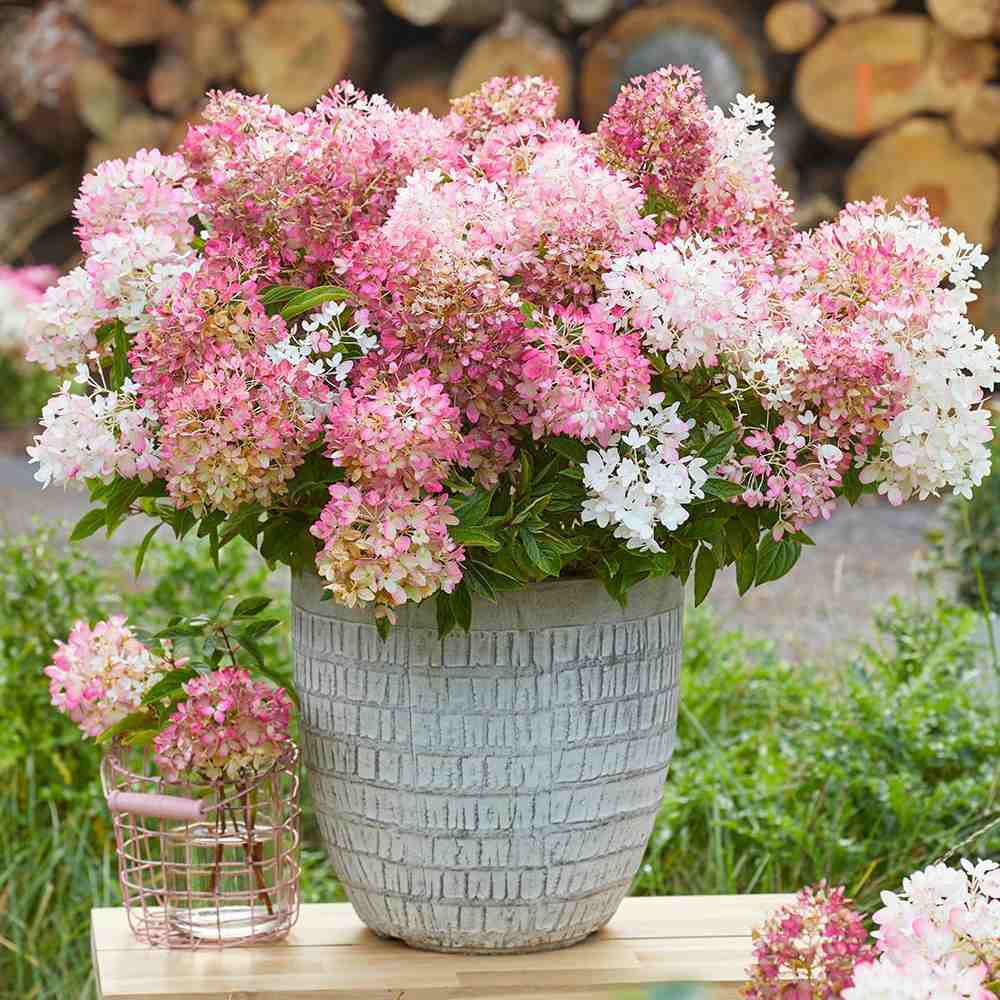 Hortensie de gradina Groundbreaker Blush, hortensie pitica cu flori roz-crem parfumate, joc de culori, rezistenta la frig, acoperitoare de sol