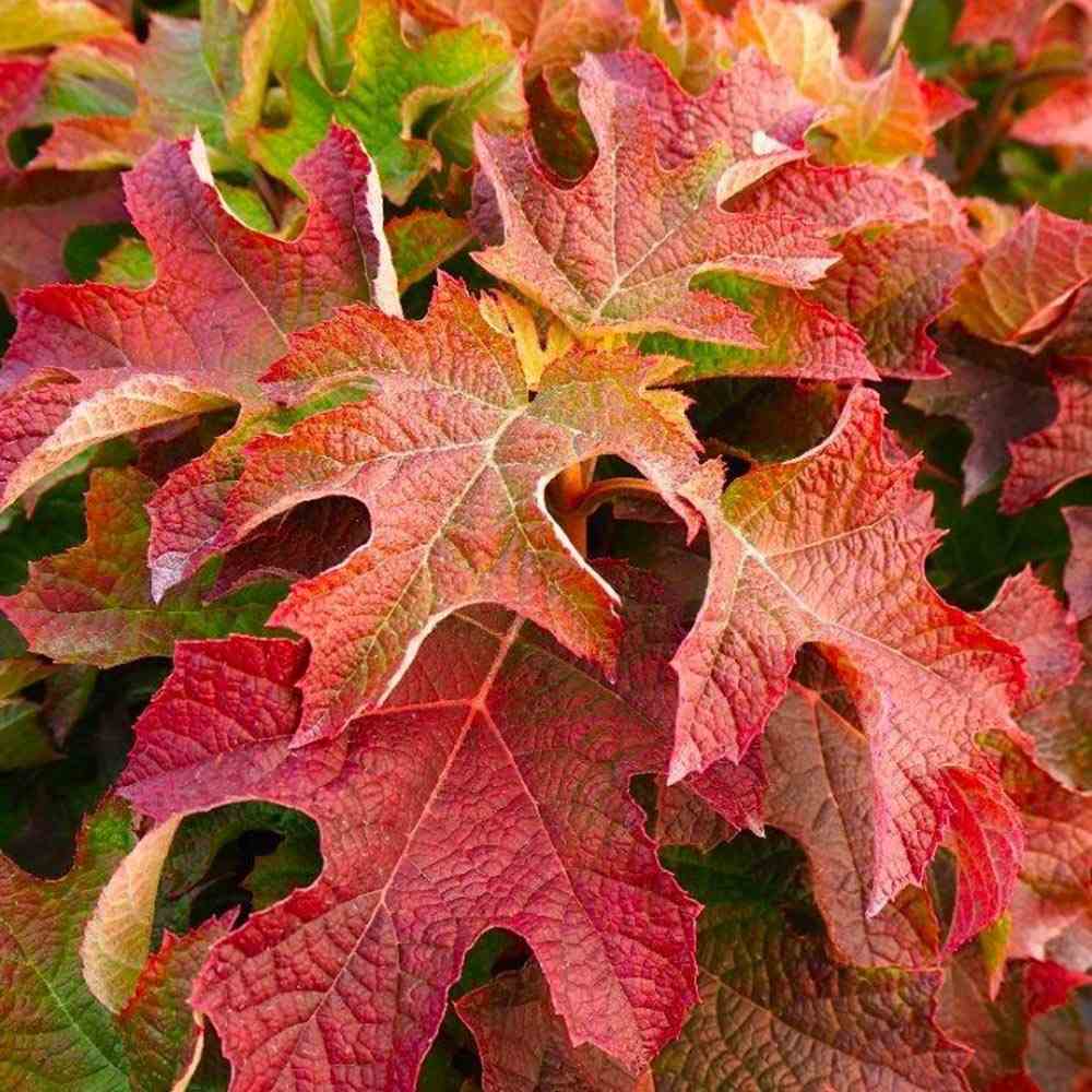 Hortensie de gradina Ruby Slippers, hortensie foioasa compacta flori roz-rosii, frunzis decorativ in forma de stejar