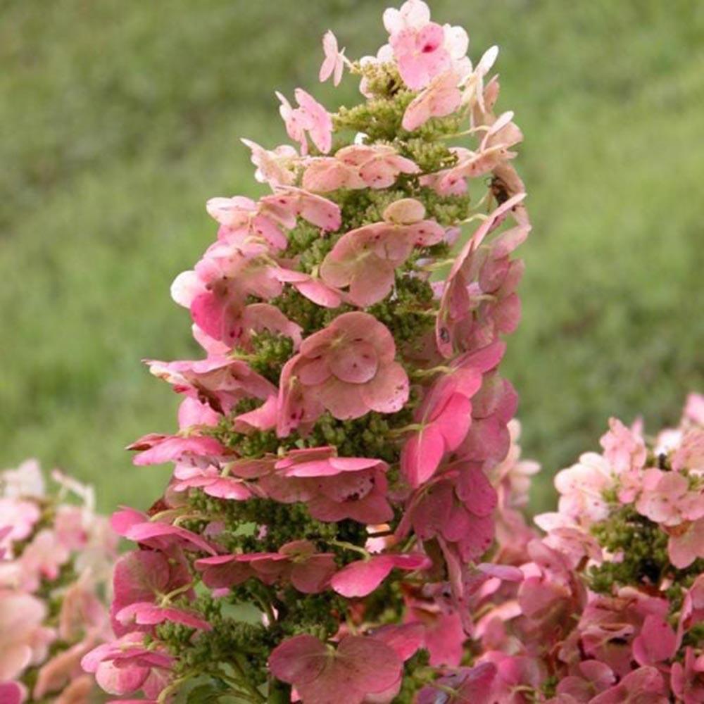 Hortensie de gradina Ruby Slippers, hortensie foioasa compacta flori roz-rosii, frunzis decorativ in forma de stejar