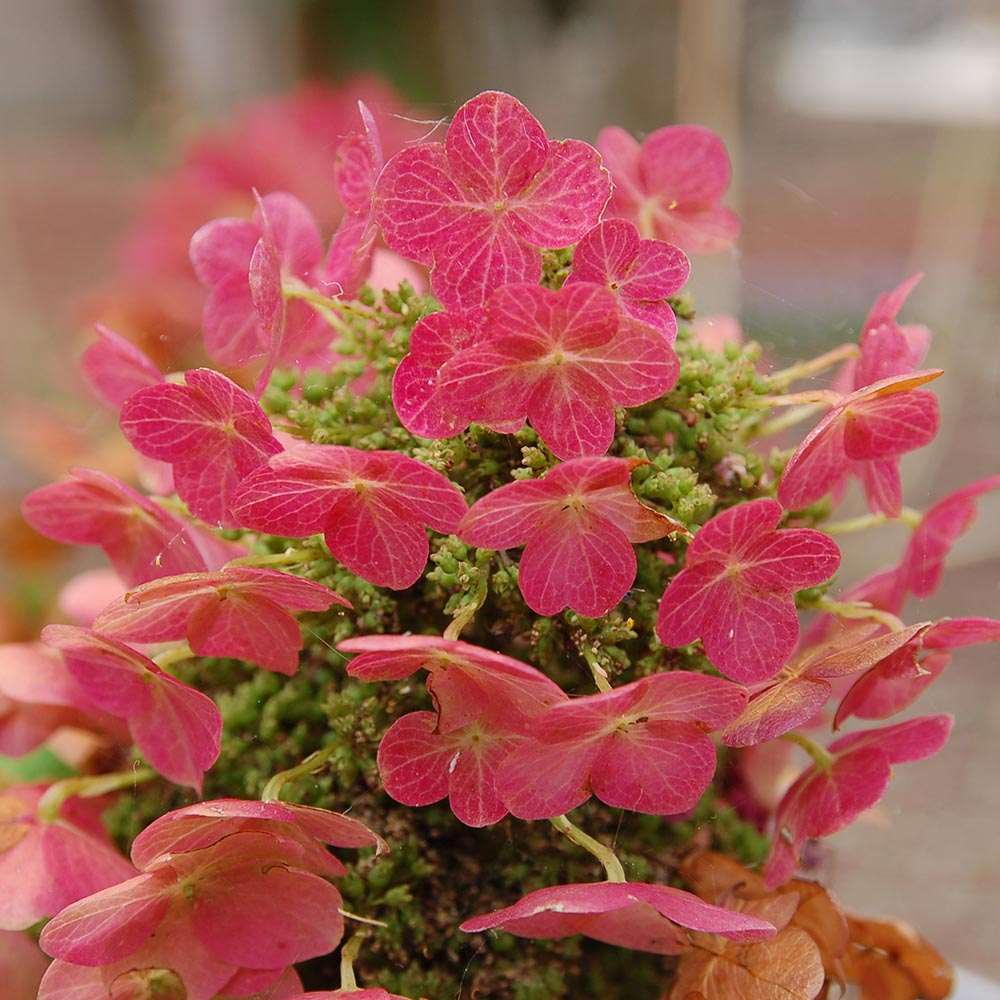 Hortensie de gradina Ruby Slippers, hortensie foioasa compacta flori roz-rosii, frunzis decorativ in forma de stejar