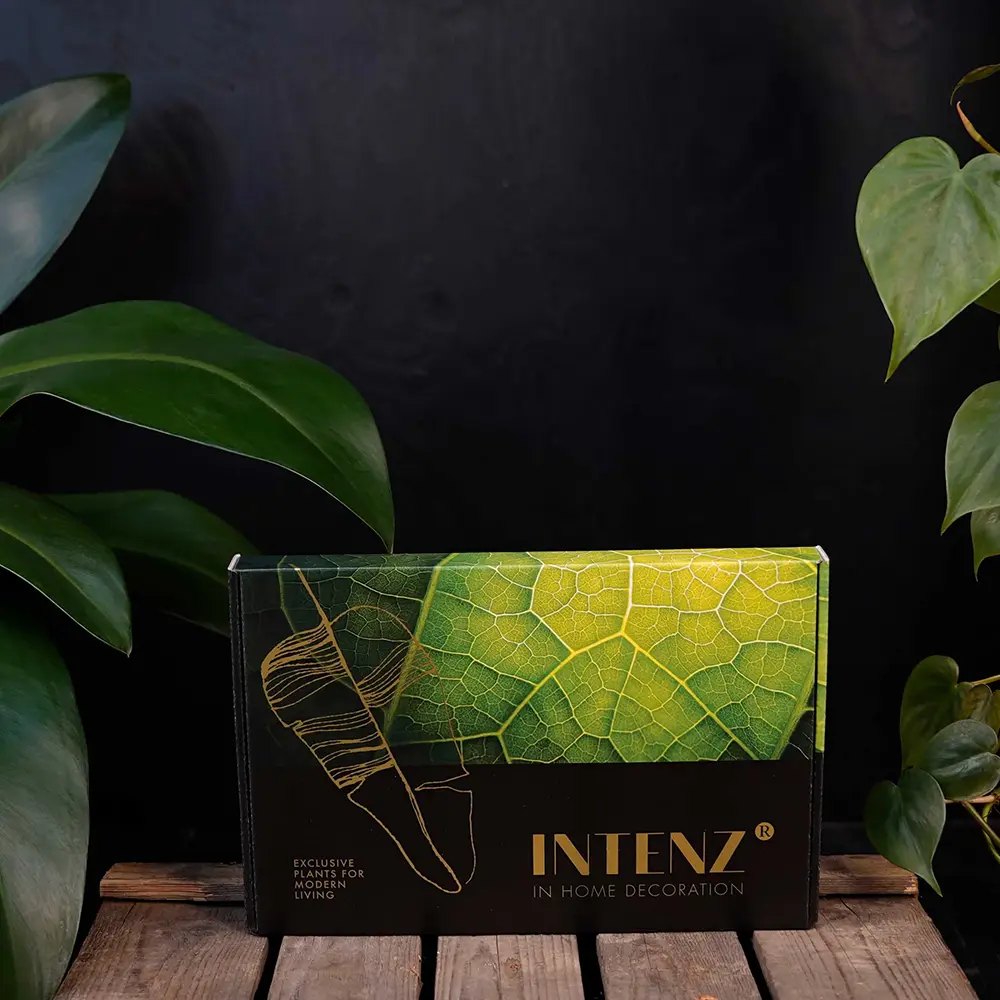 Kit complet "prima mea planta hidroponica'', cutie cadou plante hidroponice, set decorativ cu 3 pahare si suport din lemn, crestere fara pamant, pentru incepatori