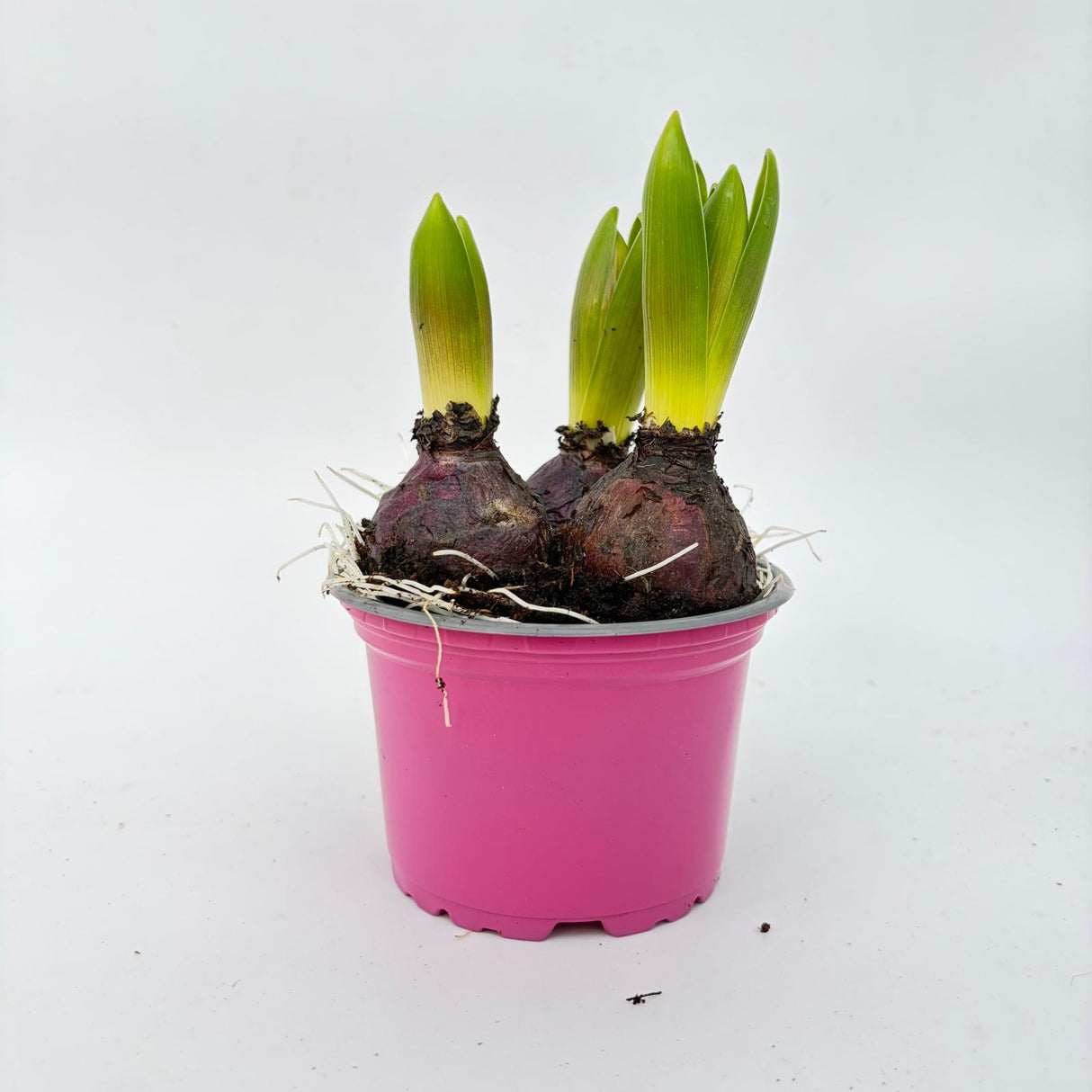 🌸🌸🌸 Cadou 8 Martie Zambila (Hyacinthus) mix 3 bulbi colorati in ghiveci 1.2 L planta parfumata de primavara 🌸🌸🌸