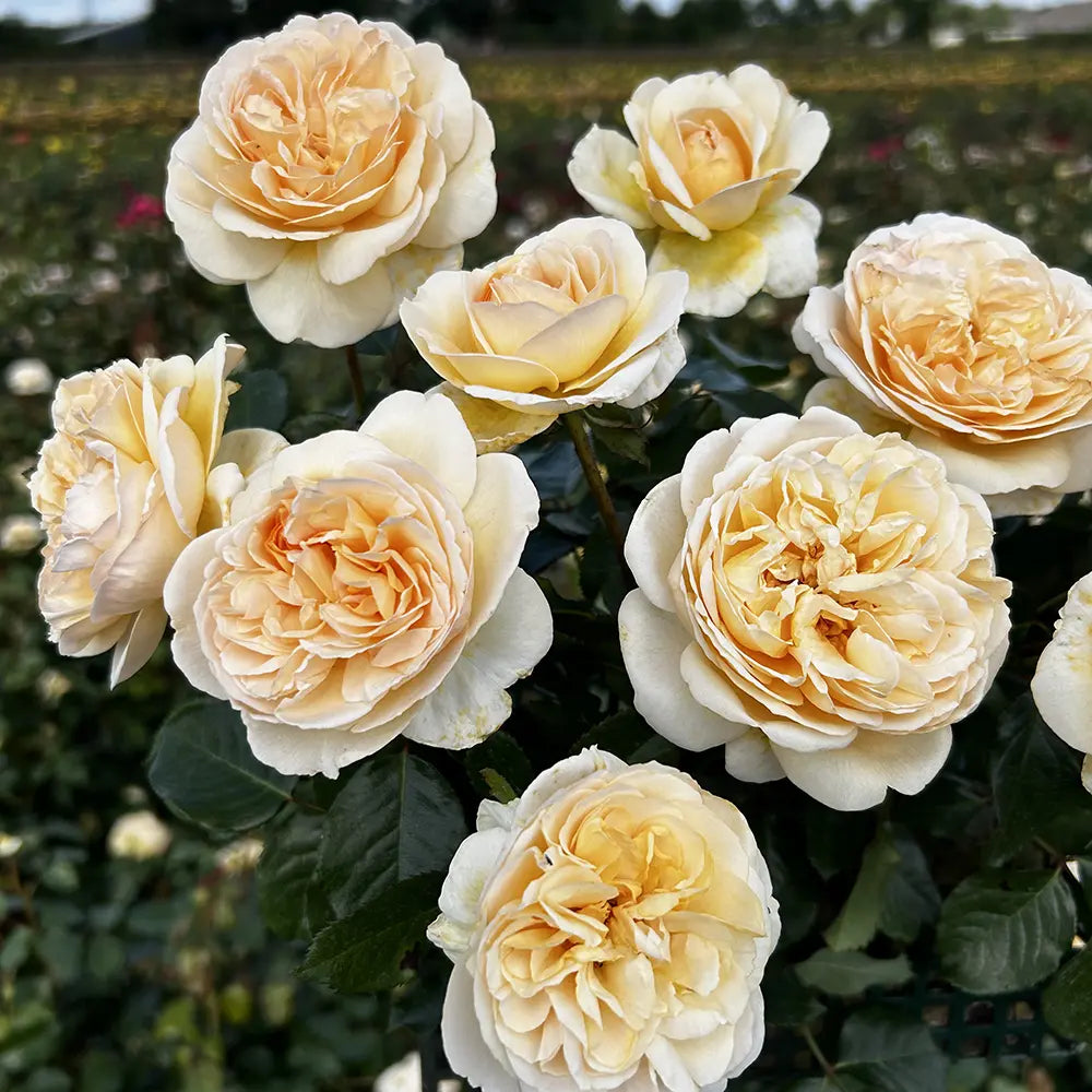 Trandafir Teahibrid apricot-pastel Marzipan, cu parfum intens si premiat multiplu