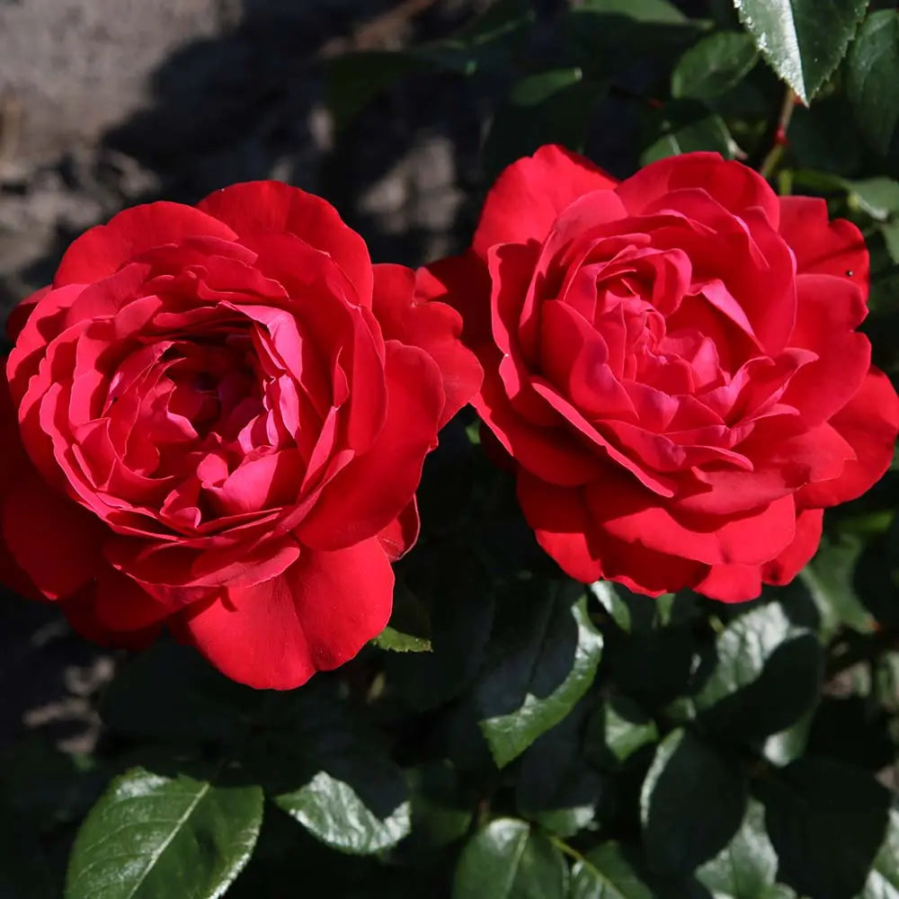 Trandafir Teahibrid rosu Tiamo, cu inflorire repetata