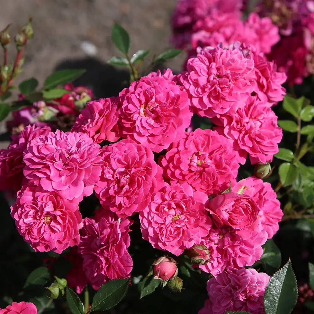 Trandafir Pitic violet-purpuriu Roxy, cu inflorire repetata