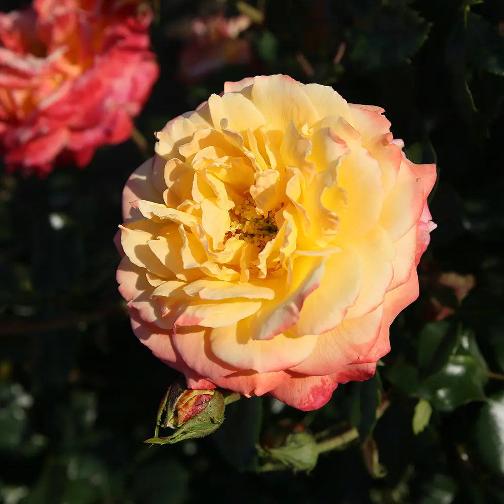 Trandafir Floribunda Meteor auriu-portocaliu-roz, cu inflorire repetata si multiplu premiat