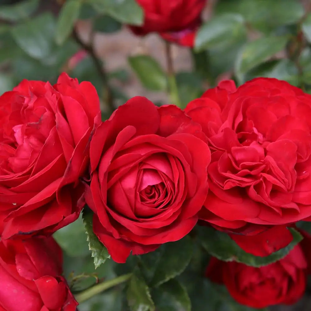 Trandafir Teahibrid rosu Tiamo, cu inflorire repetata