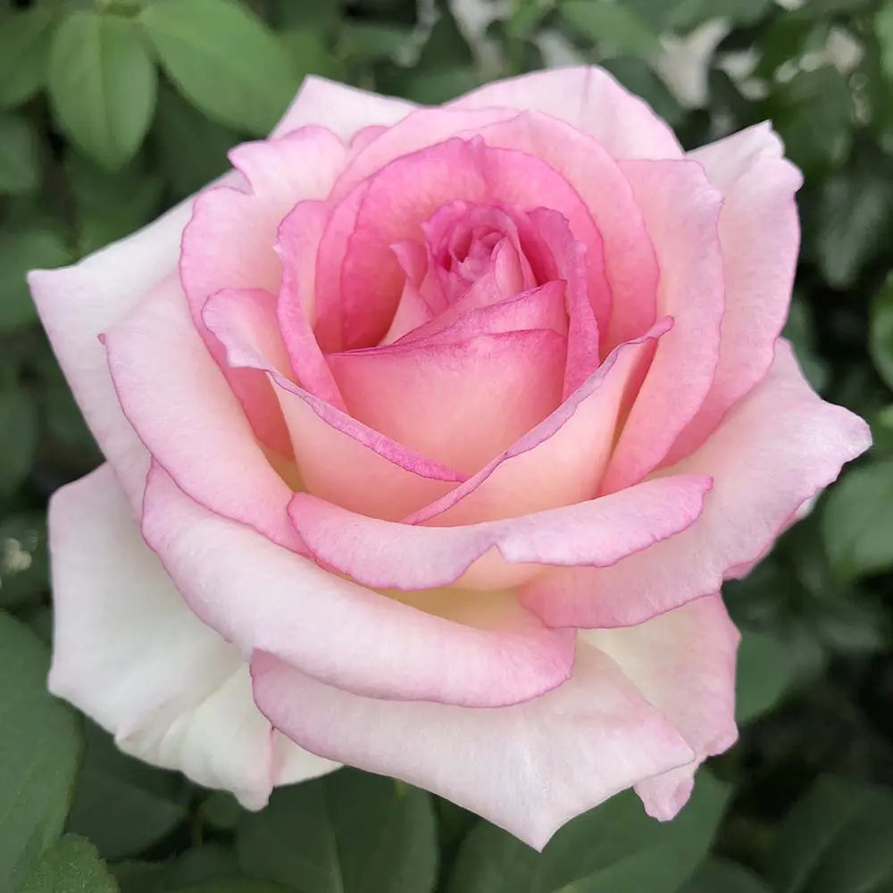 Trandafir Teahibrid roz-crem Baden Baden, cu inflorire repetata