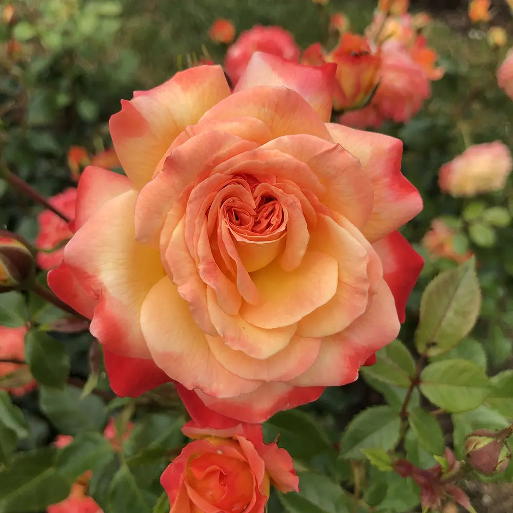 Trandafir Floribunda Meteor auriu-portocaliu-roz, cu inflorire repetata si multiplu premiat