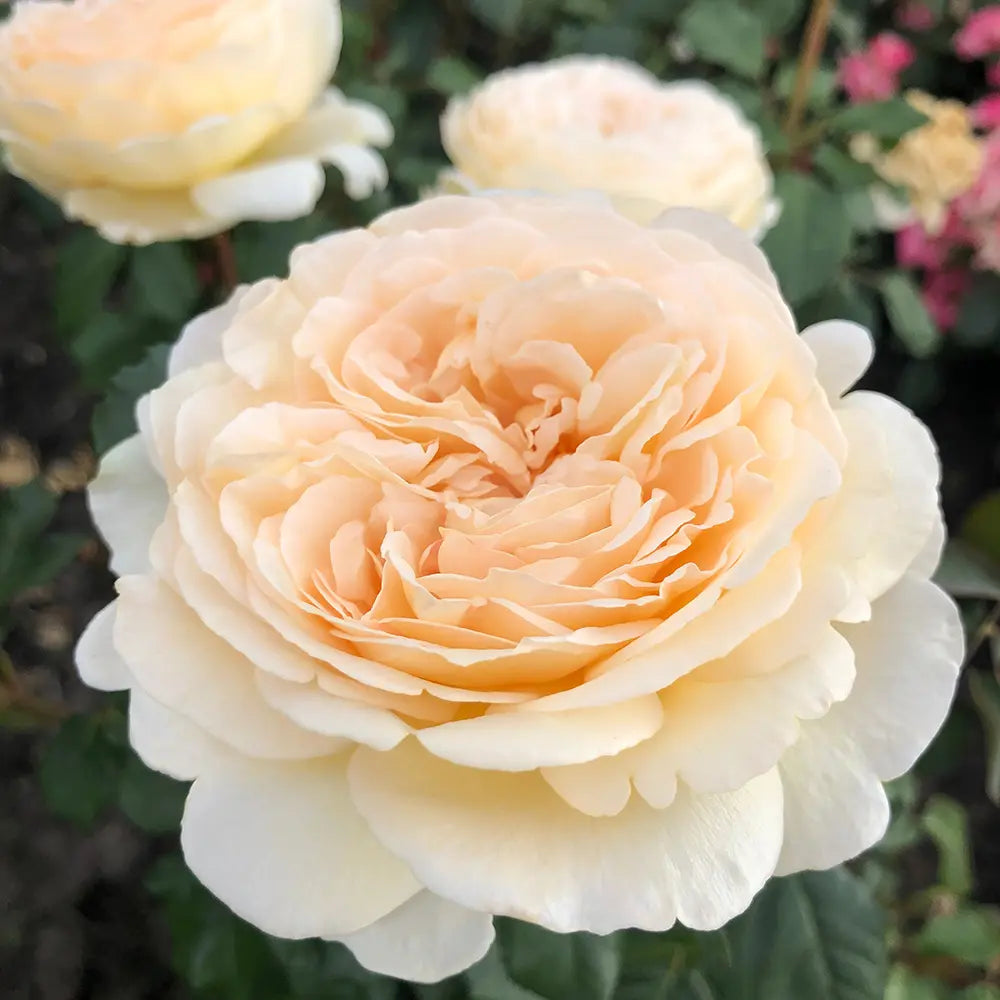 Trandafir Teahibrid apricot-pastel Marzipan, cu parfum intens si premiat multiplu