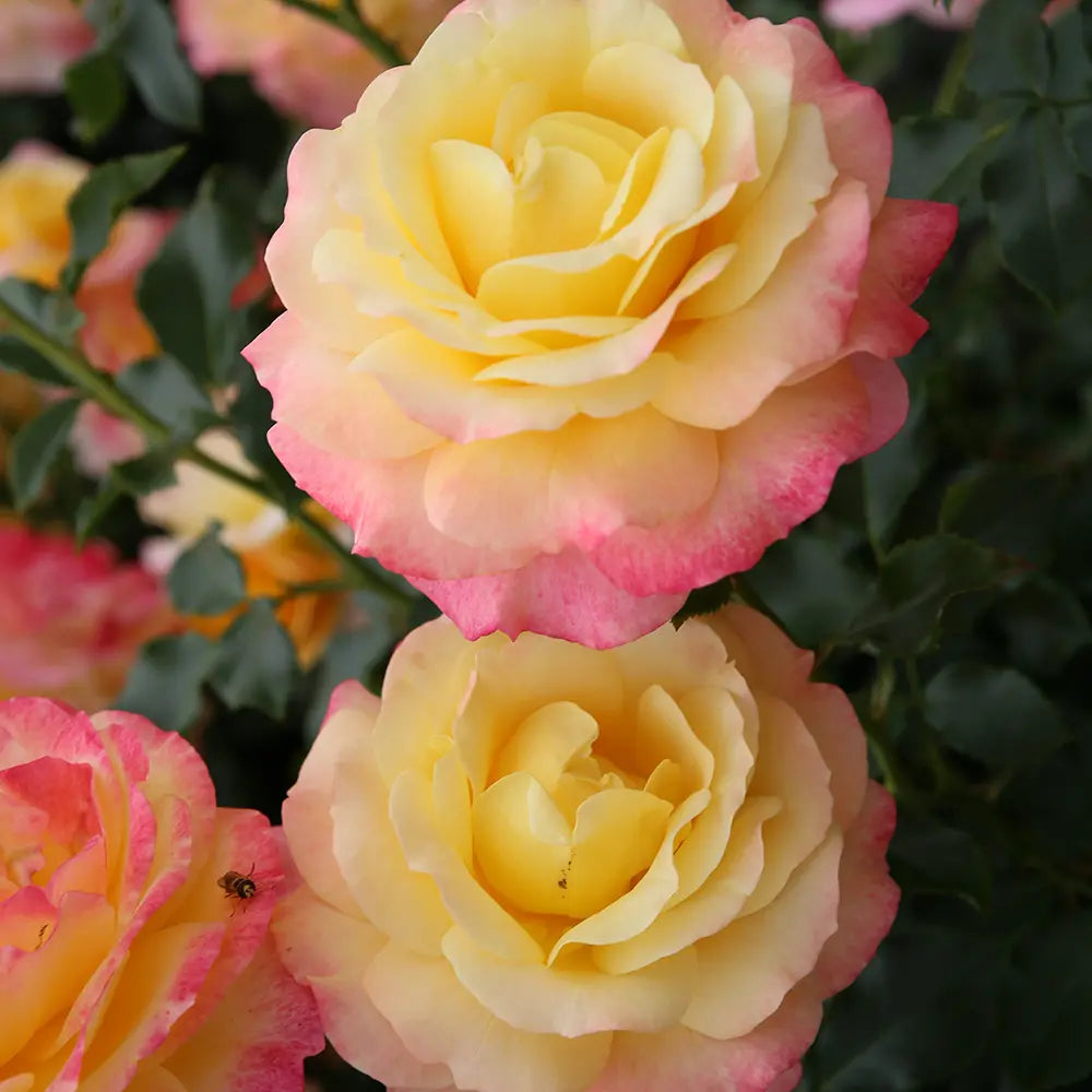 Trandafir Floribunda galben-rosiatic Rose der Hoffnung, cu parfum intens, inflorire repetata si premiat