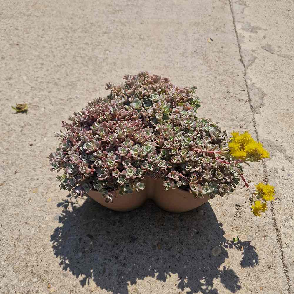 Iarba Grasa (Sedum) Capo Blanco