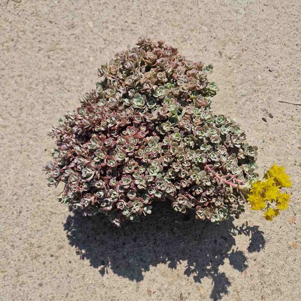 Iarba Grasa (Sedum) Capo Blanco
