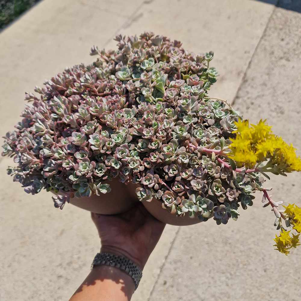 Iarba Grasa (Sedum) Capo Blanco