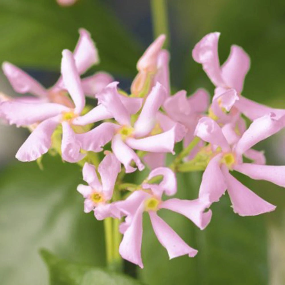 Iasomie Alba Stelata Ibiza (Trachelospermum Jasminoides), cataratoare, cu flori roz foarte parfumate, cu frunzis vesnic verde, crestere rapida, rezistenta la frig