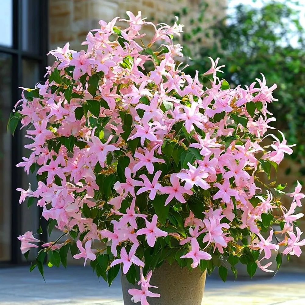 Iasomie Alba Stelata Ibiza (Trachelospermum Jasminoides), cataratoare, cu flori roz foarte parfumate, cu frunzis vesnic verde, crestere rapida, rezistenta la frig
