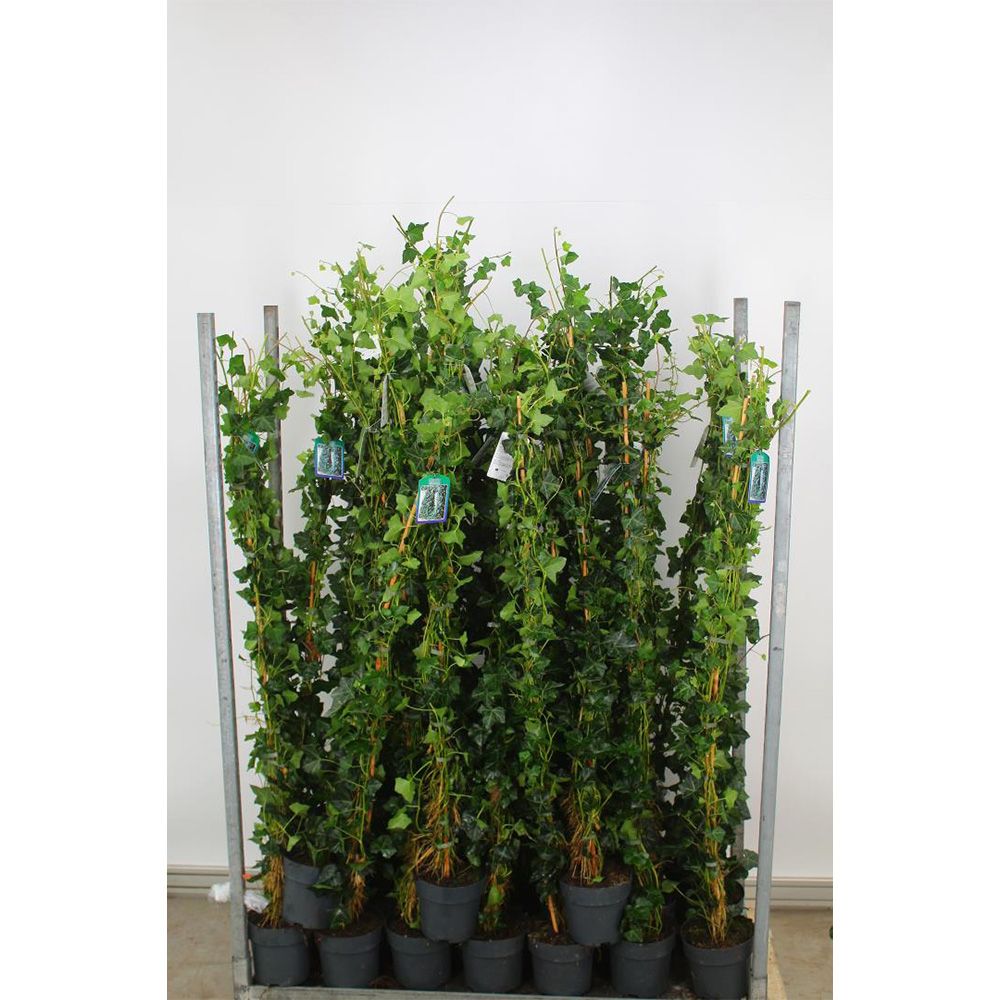 Iedera Hedera Hibernica, cataratoare, vesnic verde, crestere rapida, forte rezistenta, gard viu sau ecran de intimitate