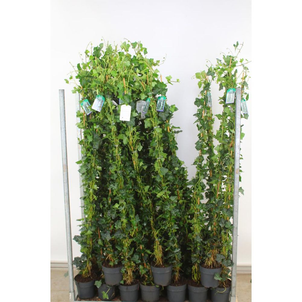 Iedera Hedera Hibernica, cataratoare, vesnic verde, crestere rapida, forte rezistenta, gard viu sau ecran de intimitate