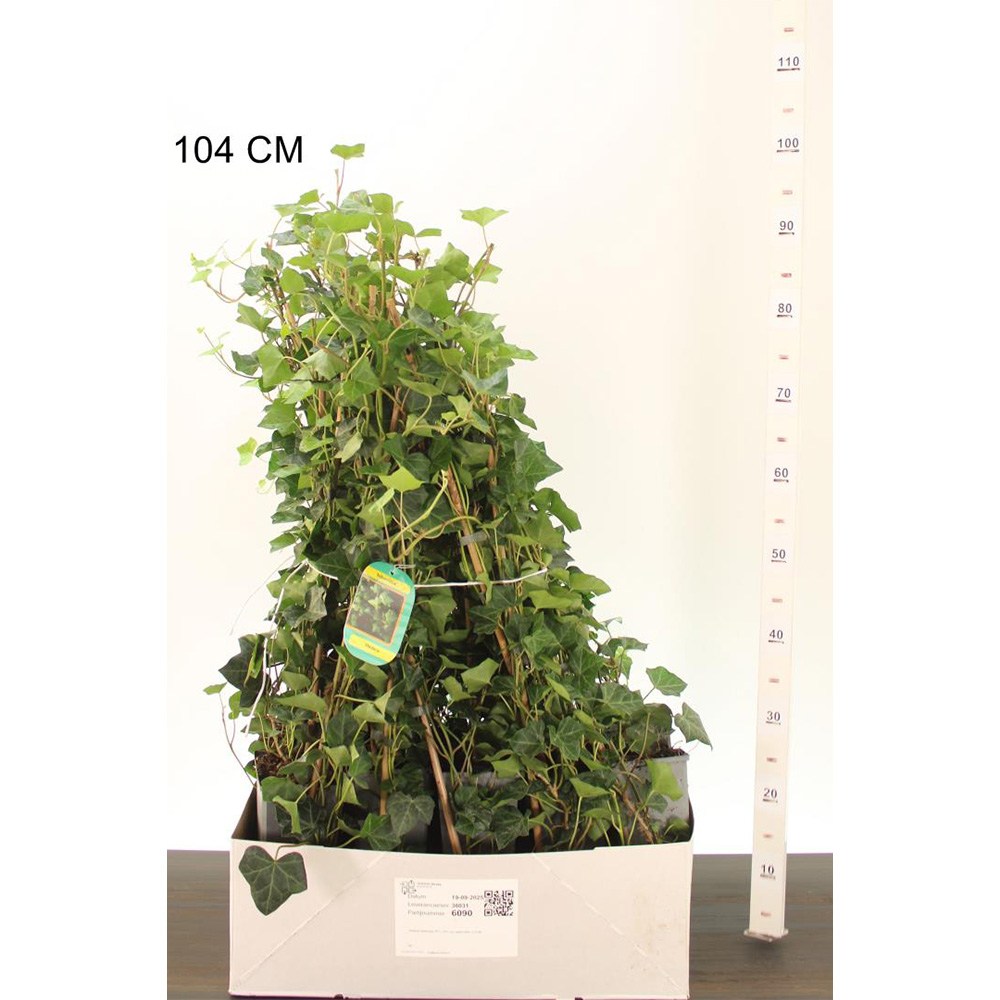 Iedera Hedera Hibernica, cataratoare, vesnic verde, crestere rapida, forte rezistenta, gard viu sau ecran de intimitate