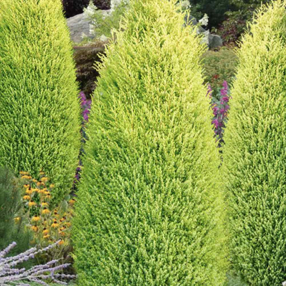 Ienupar columnar Gold Cone, frunzis galben-auriu straluctor, conifer vertical, compact