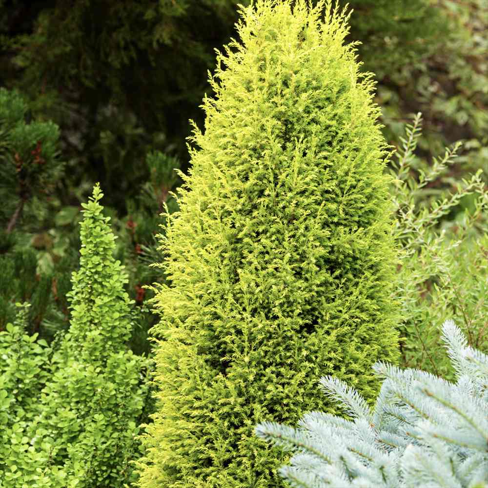 Ienupar columnar Gold Cone, frunzis galben-auriu straluctor, conifer vertical, compact