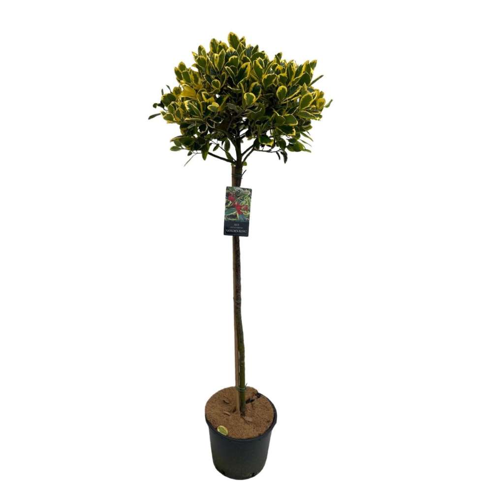 Laur Japonez (Ilex) Golden King Tip Copacel, arbore vesnic verde, frunze pestrite aurii, fructe rosii decorative, decor de iarna