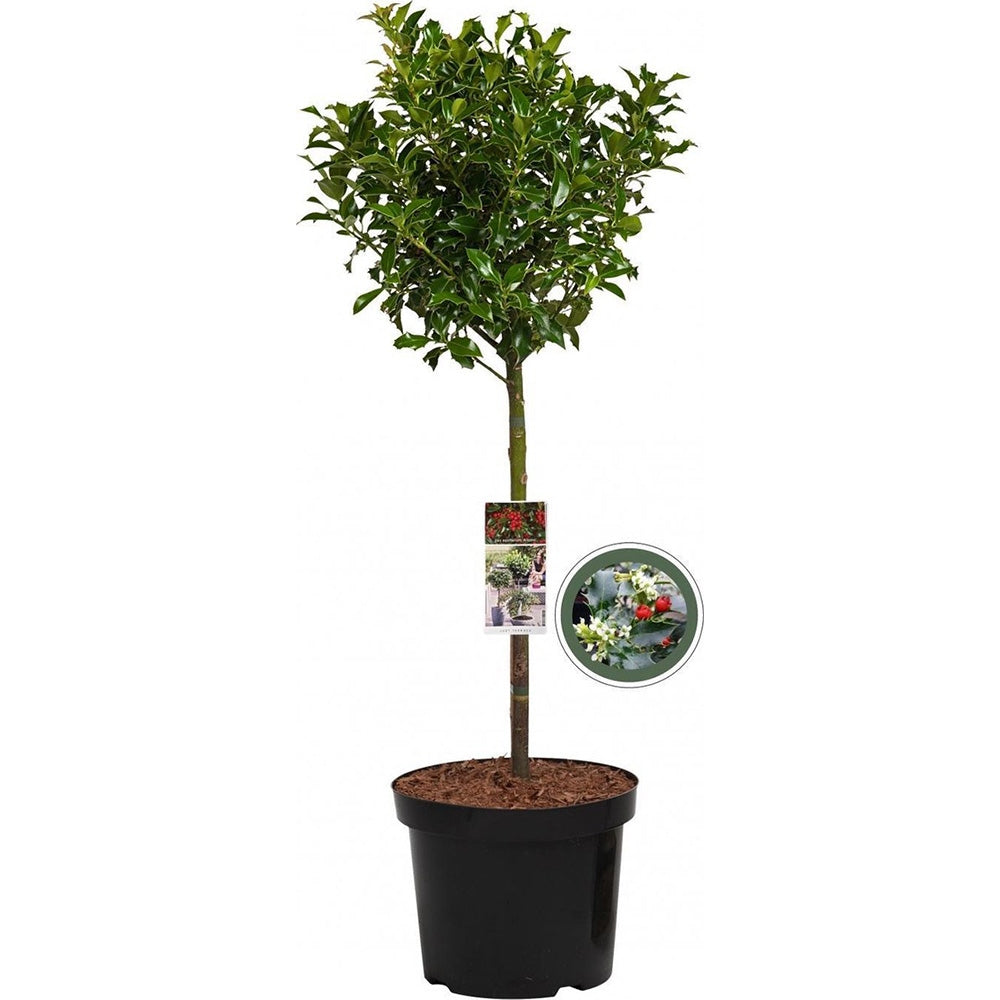 Laur Japonez (Ilex) Alaska Tip Copacel, vesnic verde, fructe rosii decorative, decor de iarna