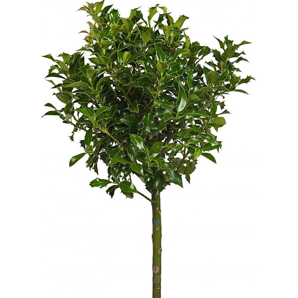 Laur Japonez (Ilex) Alaska Tip Copacel, vesnic verde, fructe rosii decorative, decor de iarna