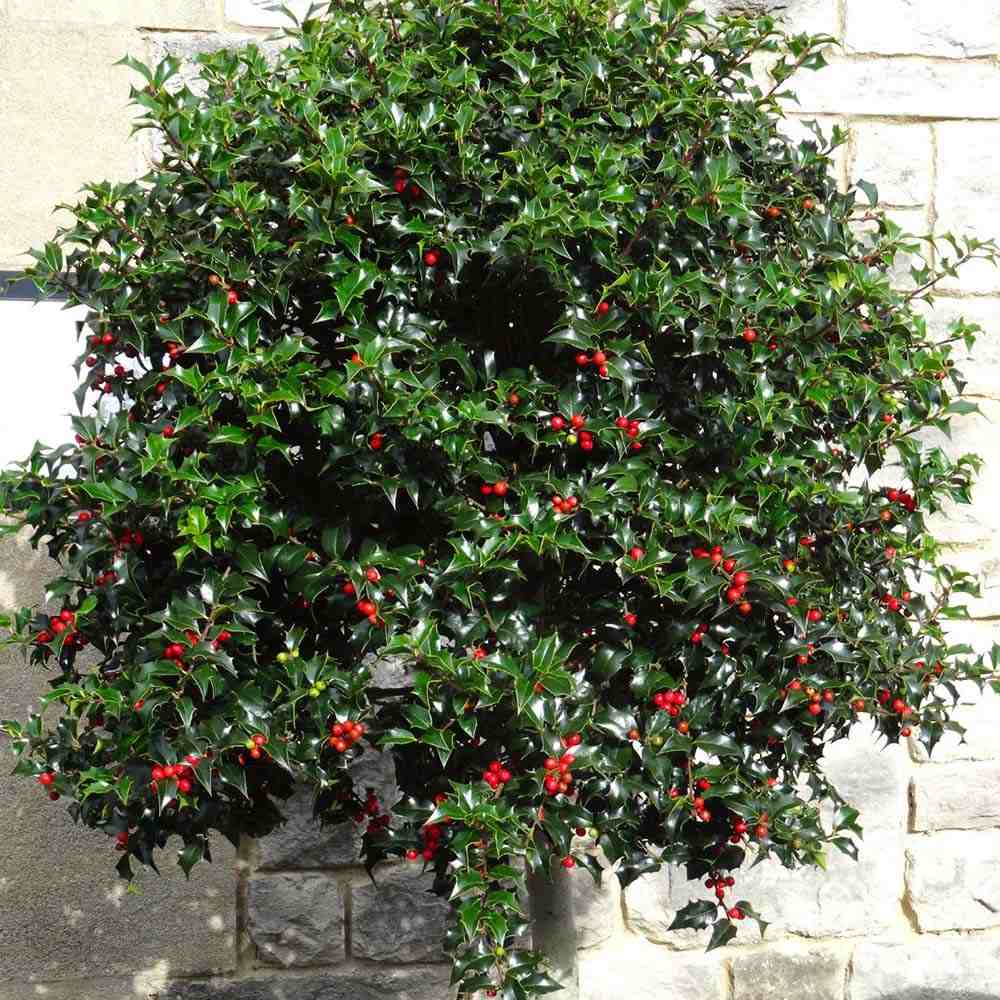 Laur Japonez (Ilex) Alaska Tip Copacel, vesnic verde, fructe rosii decorative, decor de iarna