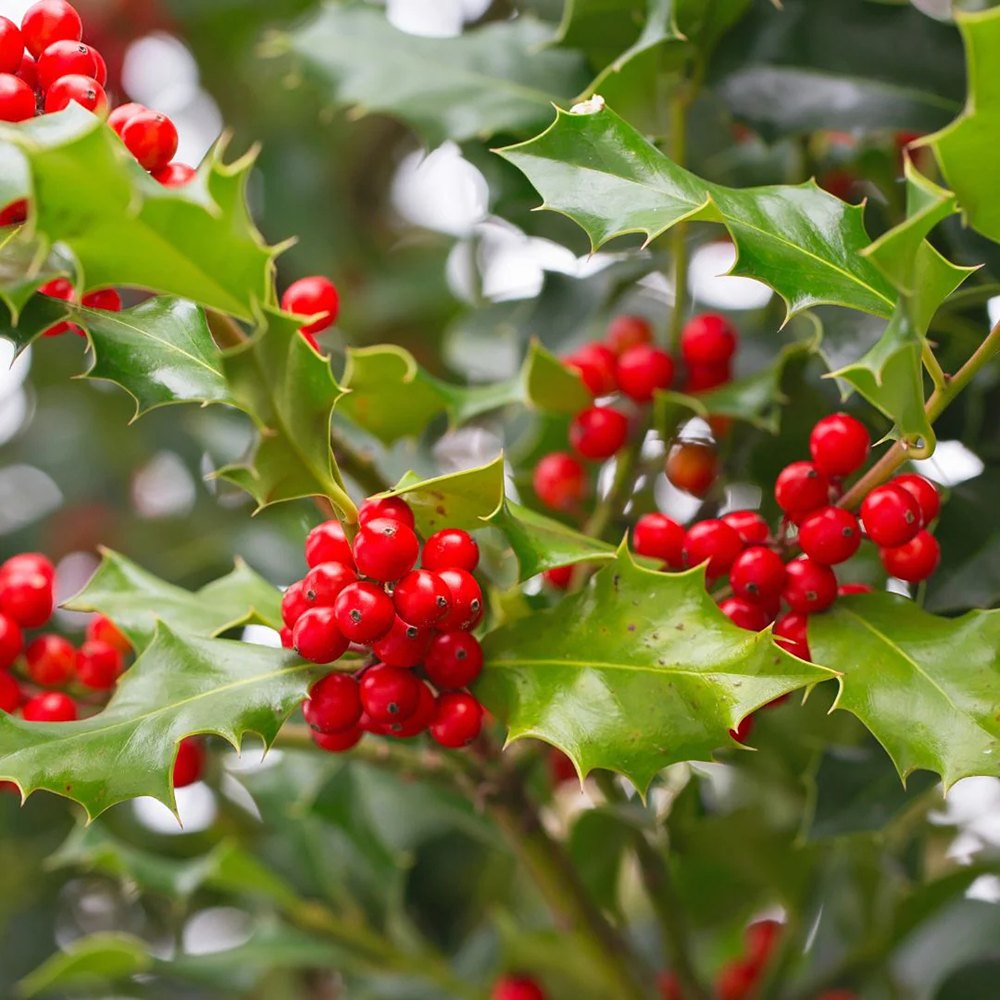 Laur Japonez (Ilex) Alaska Tip Copacel, vesnic verde, fructe rosii decorative, decor de iarna