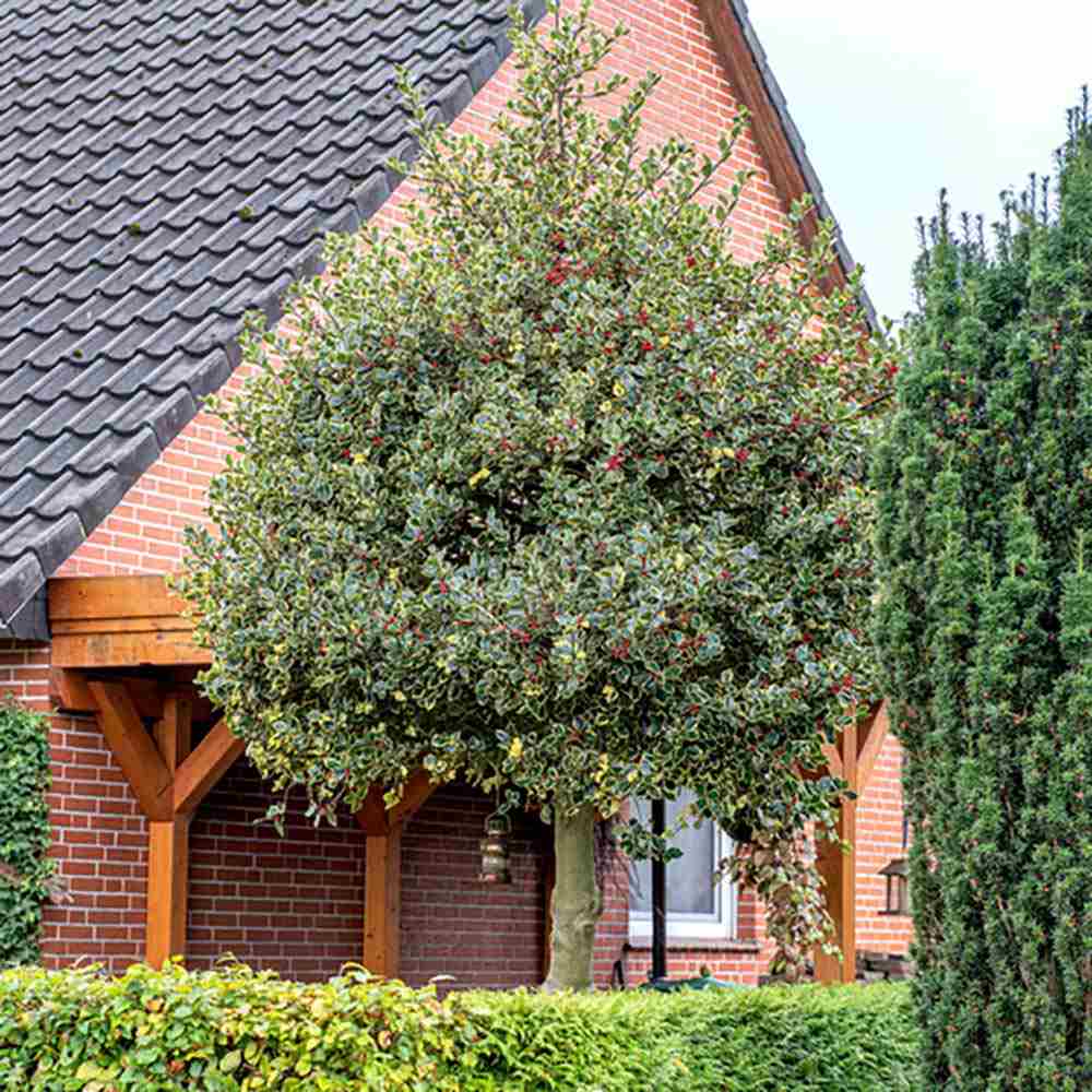 Laur Japonez (Ilex) Argentea Marginata Tip Copacel, vesnic verde, frunze pestrite argintii, fructe rosii decorative, decor iarna