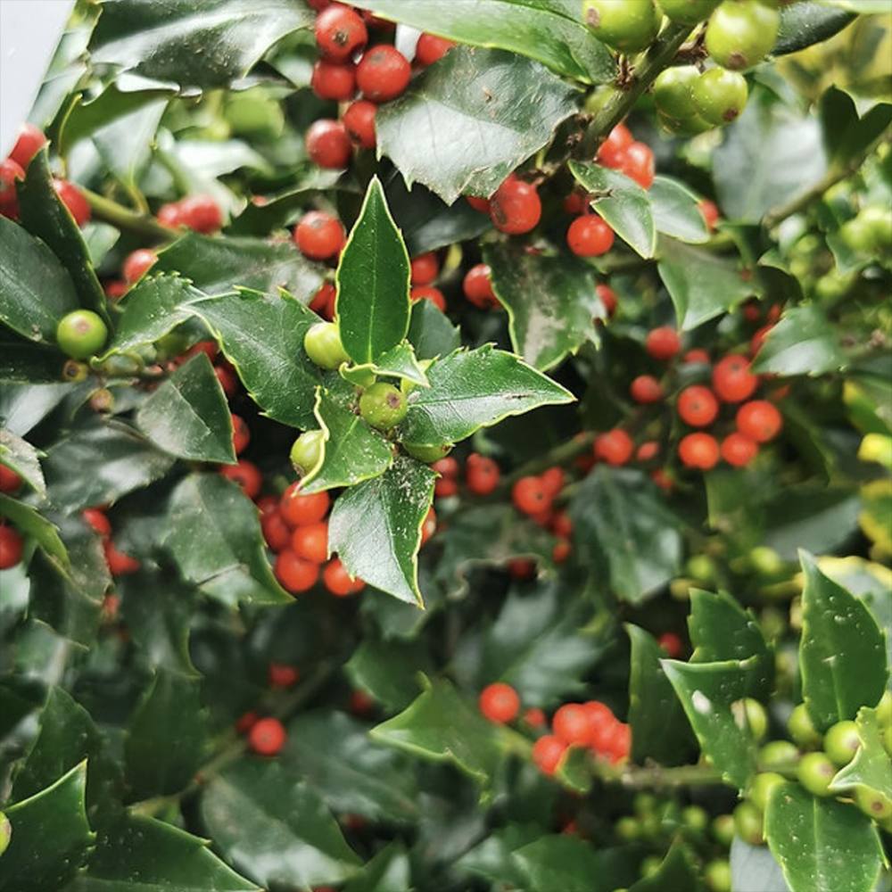 Laur Japonez Ilex Blue Maid, vesnic verde, cu fructe rosii, frunze albastru-verzui, forma piramidala