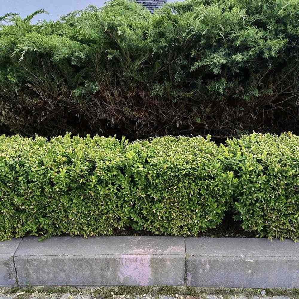 Laur Japonez Vesnic Verde Green Hedge (Ilex), Gard Viu Rezistent La Inghet