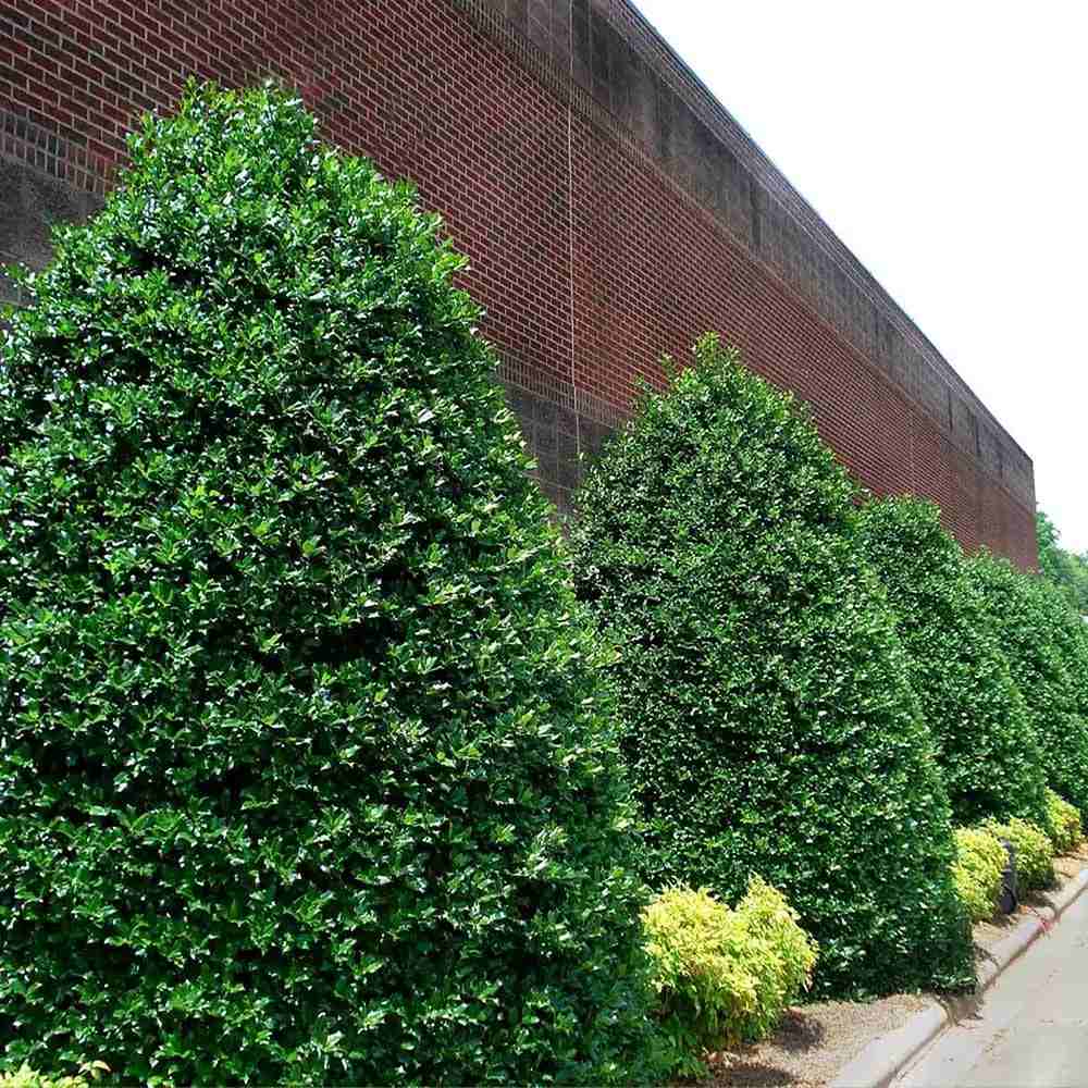 Laur Japonez (Ilex) Nellie R. Stevens, gard viu vesnic verde cu fructe rosii decorative, crestere rapida