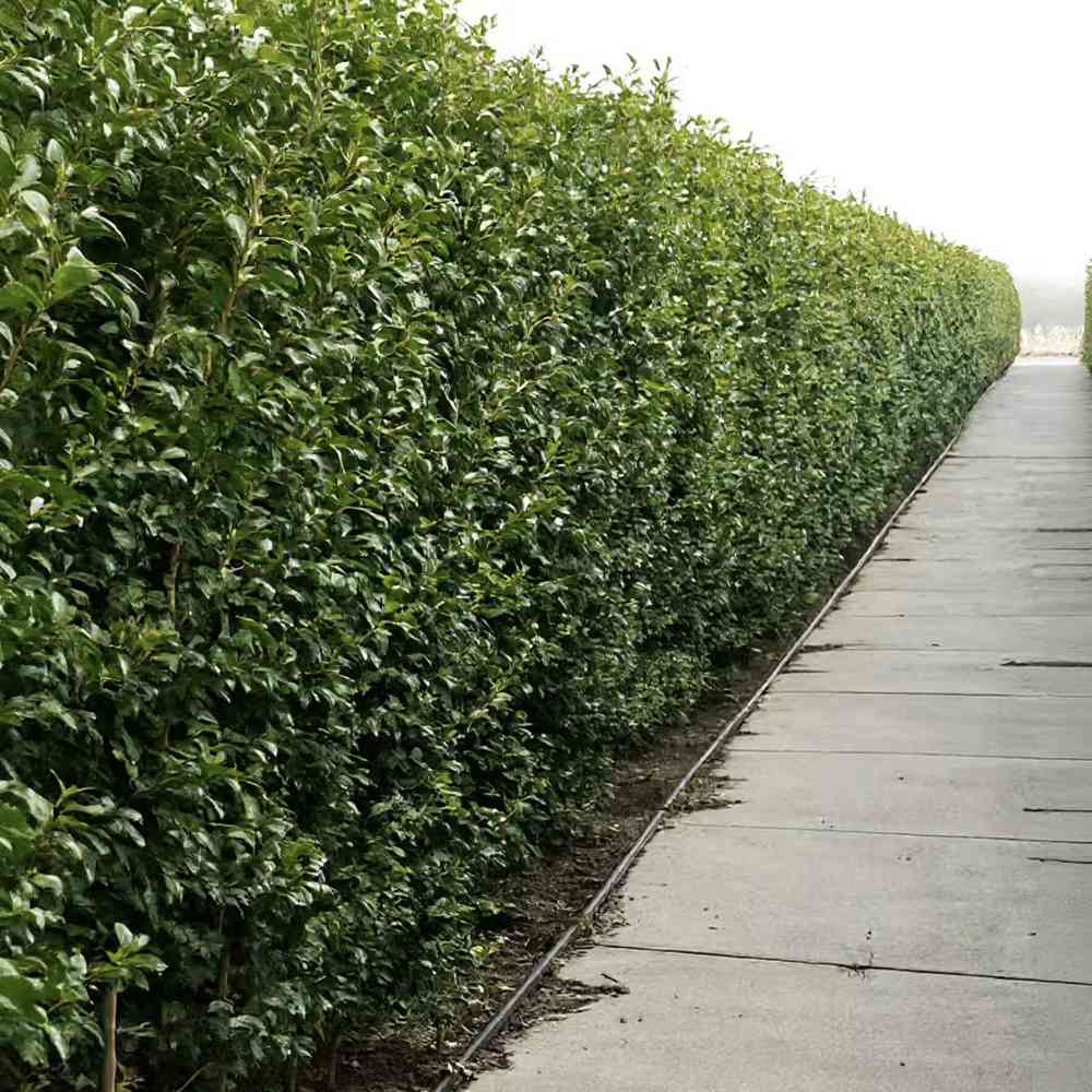 Laur Japonez (Ilex) Nellie R. Stevens, gard viu vesnic verde cu fructe rosii decorative, crestere rapida